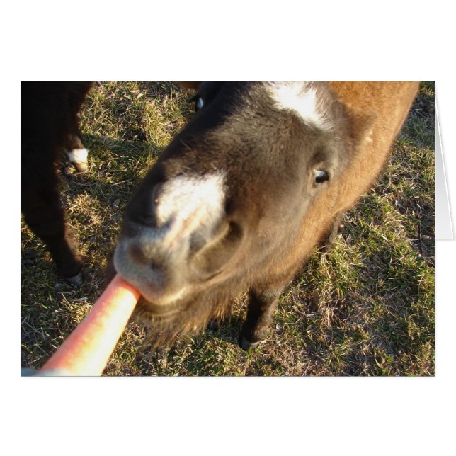 Vous voulez une carotte ? (Devant horizontal)