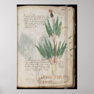 Voynich manuscript poster