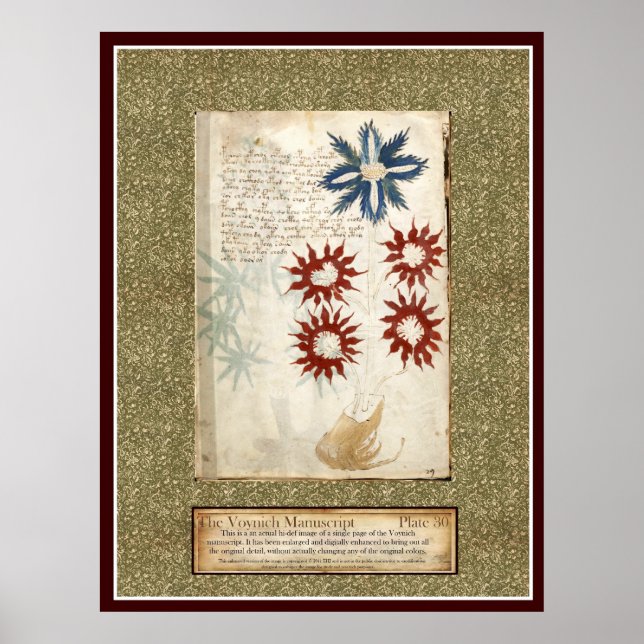 Voynich Plate 30 Poster (Front)