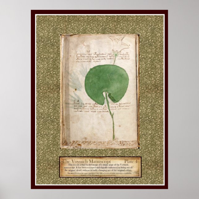Voynich Plate 4 -Botanical Illustration Poster (Front)