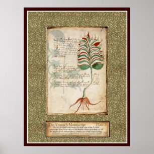 Voynich Plate 5 -Botanical Illustration Poster