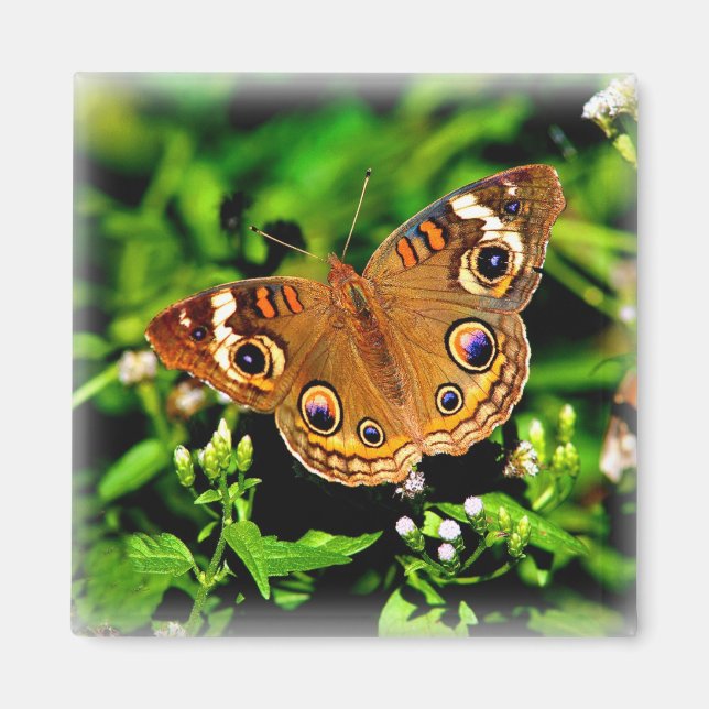 Vrai couleurs - Magnet papillon Buckeye (Devant)