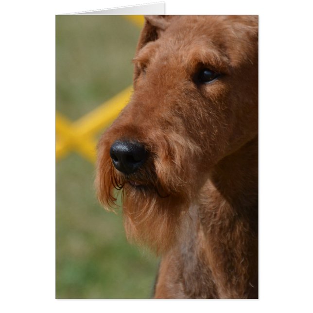 Vraiment mignonne Airedale Terrier (Devant)