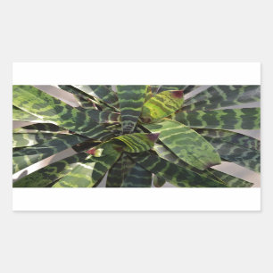 Vriesea Splendens Bromeliad Plant Striped Leaves Sticker
