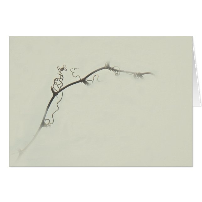 Vrilles de mûre dans le brouillard - minimalisme (Devant horizontal)