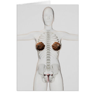 vue 3D de l'appareil génital féminin