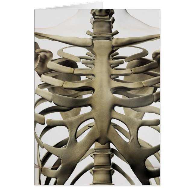 Vue 3D Du Sternum Féminin Et De La Cage De Rib (Devant)