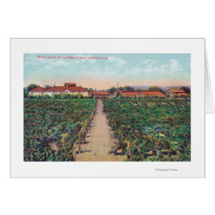 Vue aérienne des vignobles et des caves