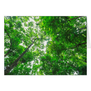 Vue ascendante d'arbres