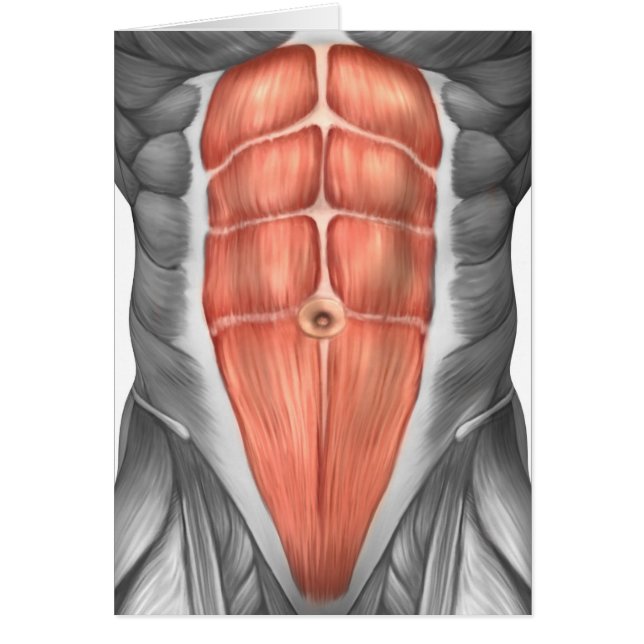 Vue Complète Des Muscles Abdominaux Hommes (Devant)