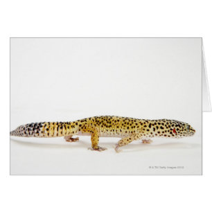 Vue de côté de lézard de gecko de léopard