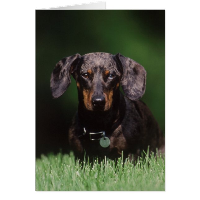 Vue de Dachshund couleur Dapple (Devant)