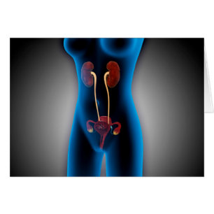 Vue de rayon X de corps féminin avec reproducteur