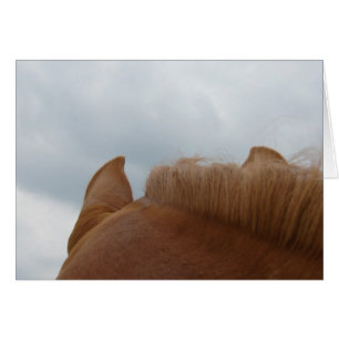 Vue d'un cheval, oreilles et cou du cheval