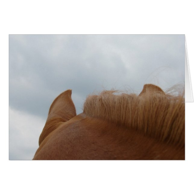 Vue d'un cheval, oreilles et cou du cheval (Devant horizontal)