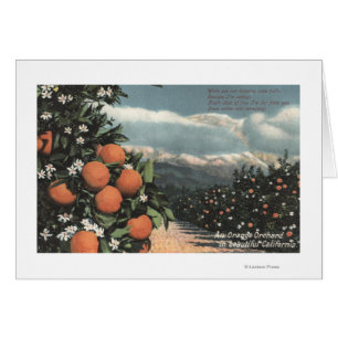 Vue d'un verger orange avec des montagnes