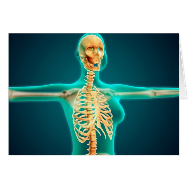 Vue En Rayon X Du Corps Supérieur Féminin Montrant (Devant horizontal)