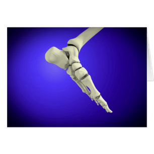 Vue En Rayon X Du Pied Humain 2