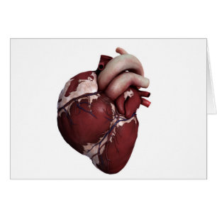 Vue En Trois Dimensions Du Coeur Humain, Avant