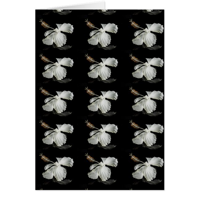 Vue latérale de l'Hibiscus blanc (Devant)