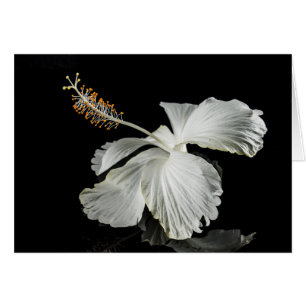 Vue latérale de l'Hibiscus blanc