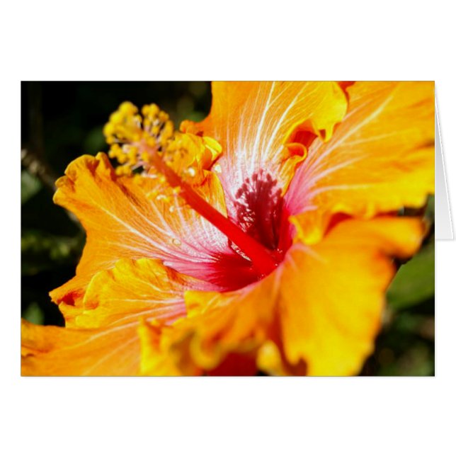 Vue latérale de l'Hibiscus orange (Devant horizontal)