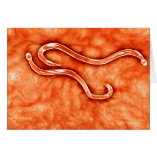 Vue microscopique de l'ankylostome 2