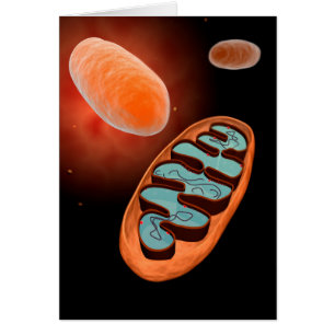 Vue Microscopique De Mitochondrie 1