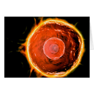 Vue Microscopique Des Cellules B Humaines 3