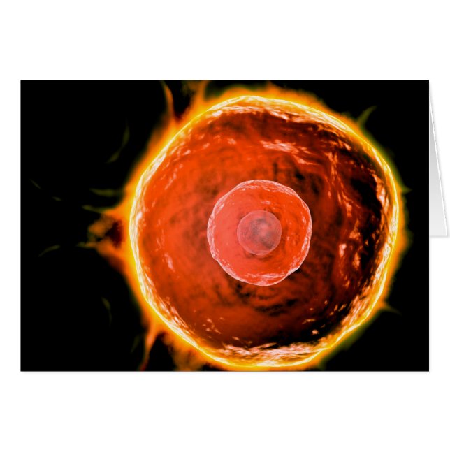 Vue Microscopique Des Cellules B Humaines 3 (Devant horizontal)