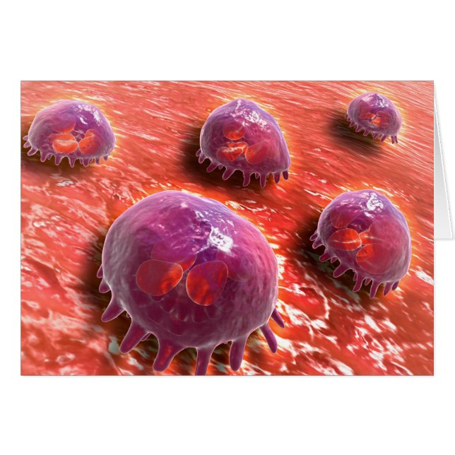 Vue Microscopique Des Macrophages Phagocytiques 3 (Devant horizontal)