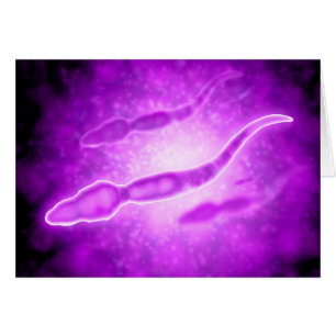 Vue microscopique des spermatozoïdes masculins