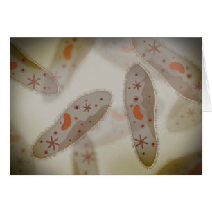 Vue Microscopique Du Paramètre 1