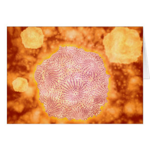 Vue Microscopique Du Parvovirus Canin 1