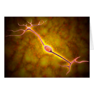 Vue Microscopique D'Un Neuron Bipolaire