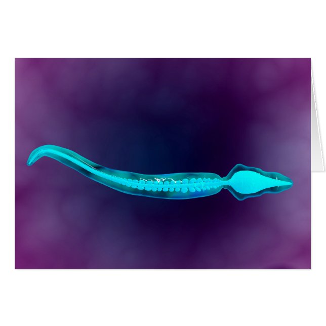 Vue Microscopique Montrant La Structure De L'Os Du (Devant horizontal)