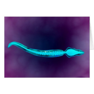 Vue microscopique montrant la structure d'os du
