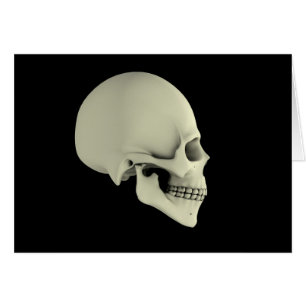 Vue Secondaire Du Crâne Humain