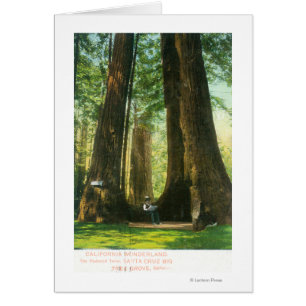 Vue sur Redwood Twins à Big Tree Grove