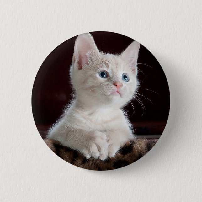 Vulnerable White Kitten 2 Inch Round Button (Front)