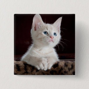 Vulnerable White Kitten 2 Inch Square Button