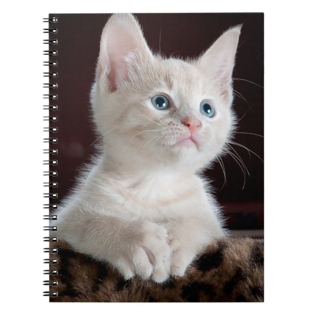 Vulnerable White Kitten Notebook (Front)