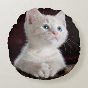 Vulnerable White Kitten Round Pillow