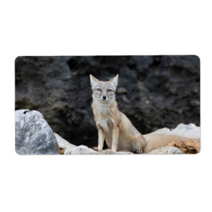 Vulpes corsac