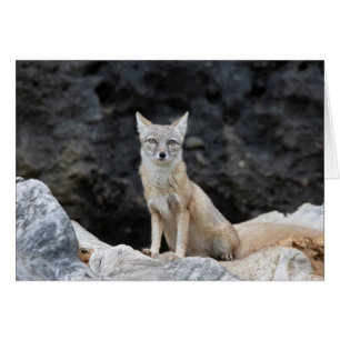 Vulpes corsac