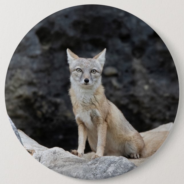 Vulpes corsac 6 inch round button (Front)