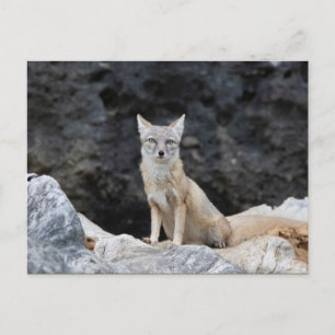Vulpes corsac postcard