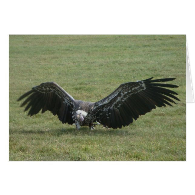 vultcure with open wings bird of prey photo (Front Horizontal)