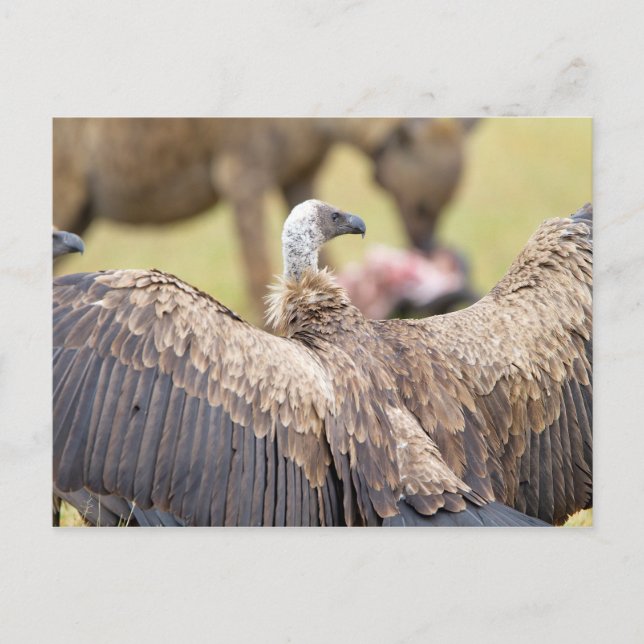 Vulture and Hyena Postcard (Front)