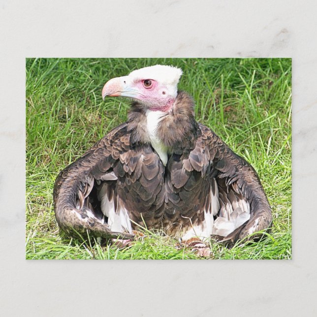VULTURE BIRD OF PREY POSTCARD (Front)